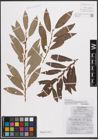 Foto von Salix daphnoides Vill. x Salix purpurea L.